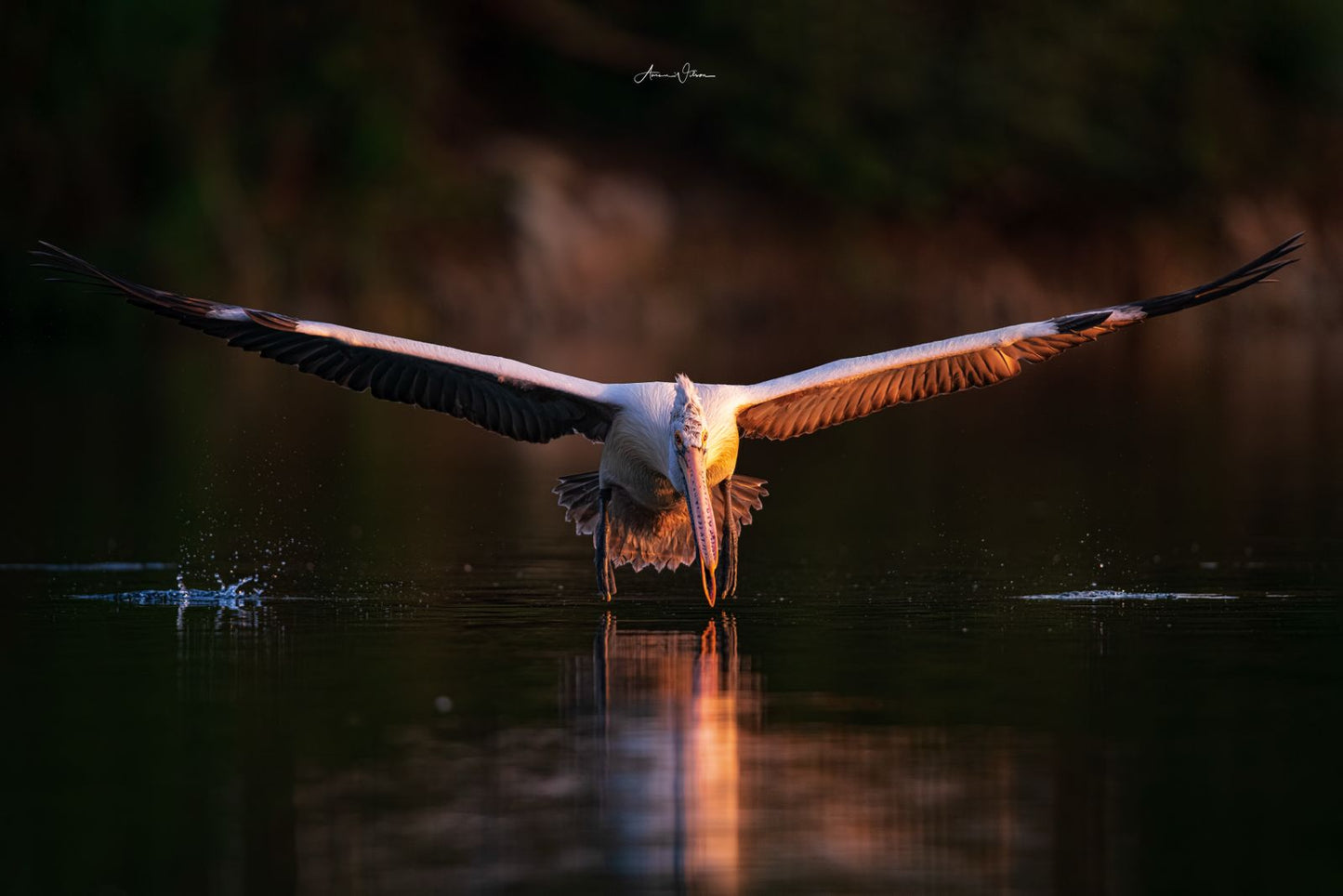 Aman Wilson | Wildlife Photographer and Mentor