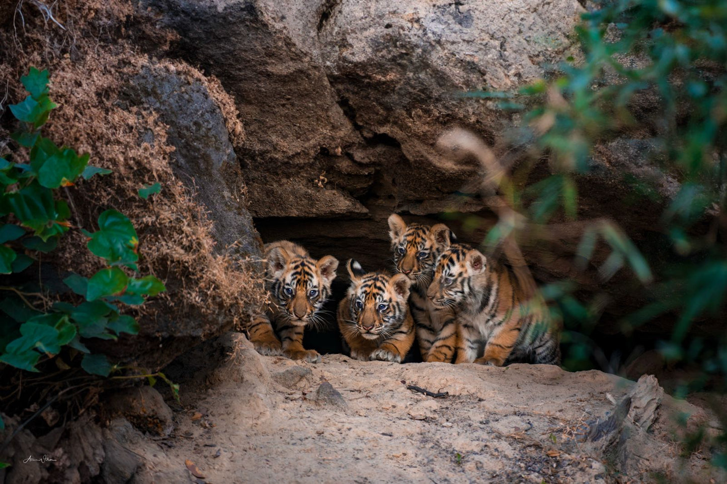 Aman Wilson | Wildlife Photographer and Mentor