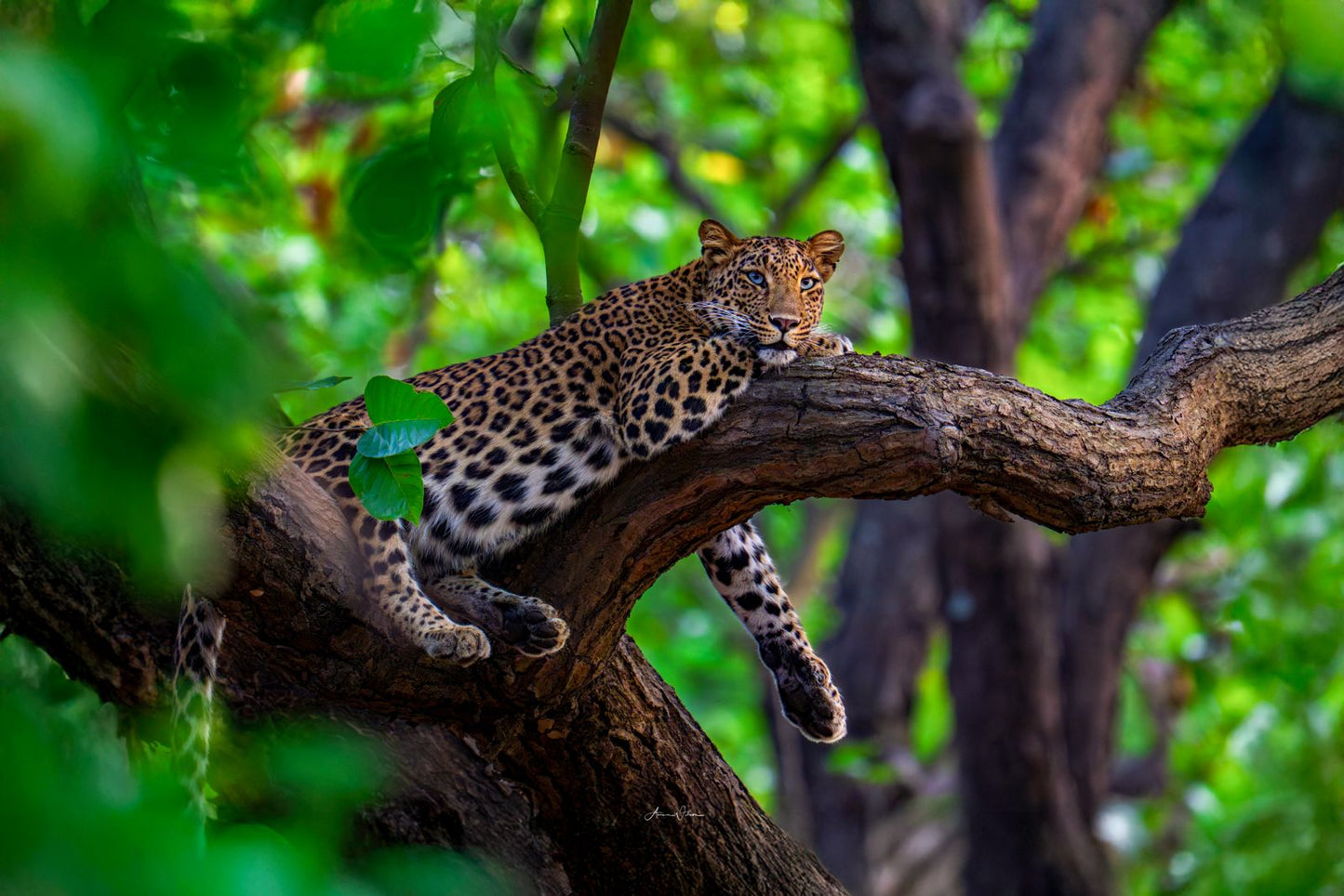 Aman Wilson | Wildlife Photographer and Mentor